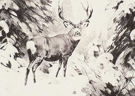 #270 ~ Rungius - Mule Deer