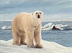 #73 ~ Fracchetti - Untitled - Polar Bear