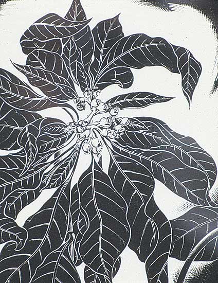 #24 ~ Bergman - Poinsettia Pulicherrima