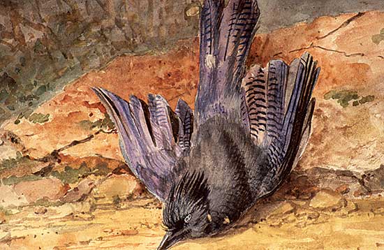 #208 ~ Martin - British Columbia Blue Jay