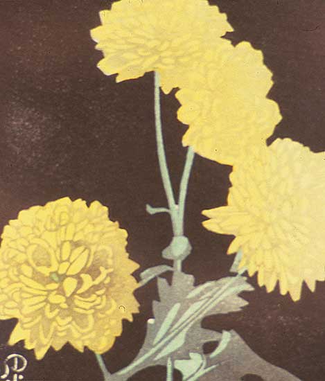 #253 ~ Phillips - Pom Poms