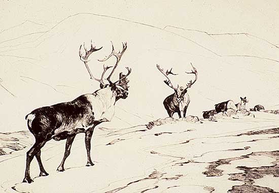 #276 ~ Rungius - The Stranger