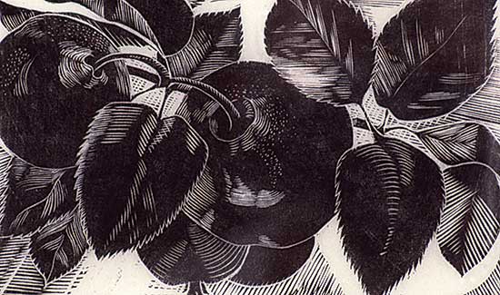 #282 ~ Schaefer - Apples  #7/35