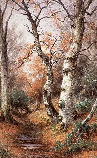 #313 ~ Verner - Beech Woods