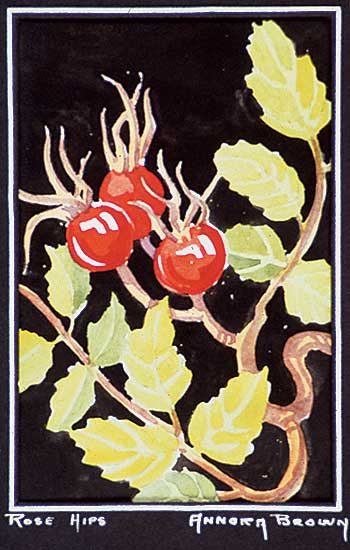 #410 ~ Brown - Rose Hips