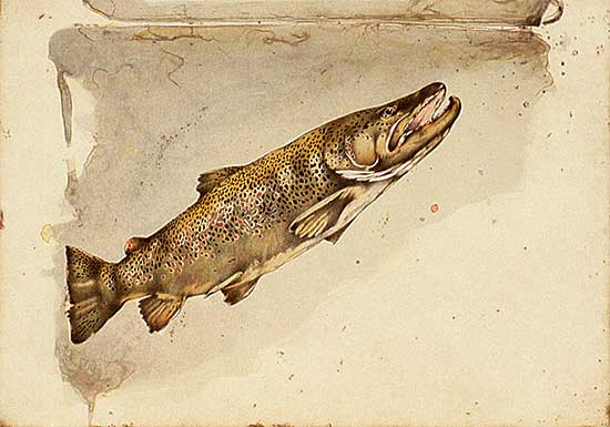 #420 ~ Cowin - Rising Brown  #9/300