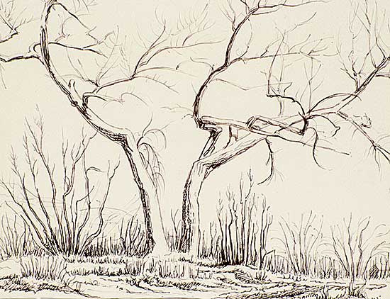 #529 ~ Shelton - Windblown Poplar