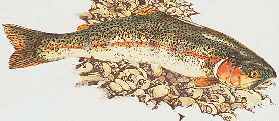 #39 ~ Cowin - Spawning Run  #A.P.