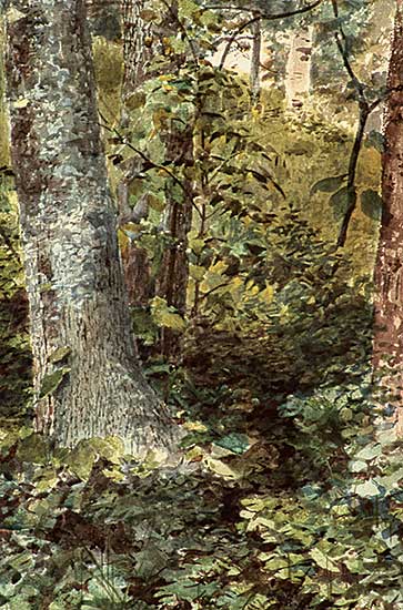 #238.3 ~ Matthews - Untitled - Forest Undergrowth
