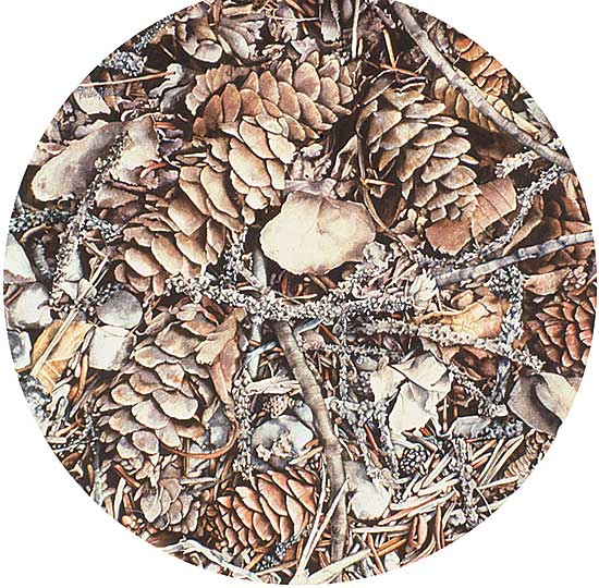 #328 ~ Thierfelder - Pembina Baroque