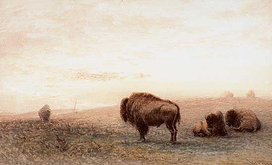 #332 ~ Verner - Buffalo Sunset