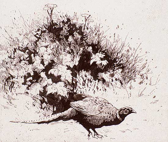#467 ~ Wyatt - Ringneck  #P.P.
