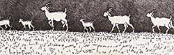 #55 ~ Fafard - Isaac's Goats  #A.P.