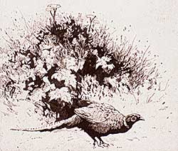 #467 ~ Wyatt - Ringneck  #P.P.