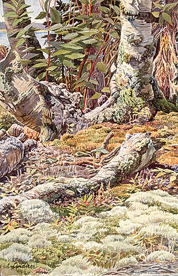 #220 ~ Lindner - Untitled - Forest Floor