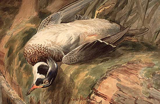 #89 ~ Martin - Untitled - Duck