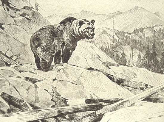 #130 ~ Rungius - Silvertip