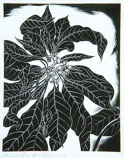 #446 ~ Bergman - Poinsettia Pulicherrima