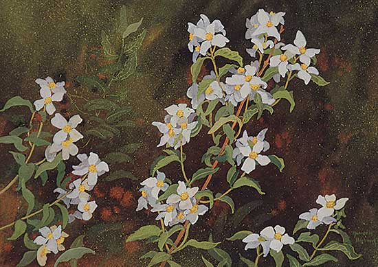 #450 ~ Brown - Untitled - Mock Orange, Syringa