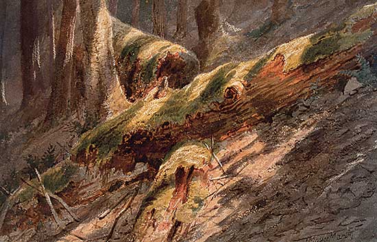 #97 ~ Martin - Untitled - Interior Woods