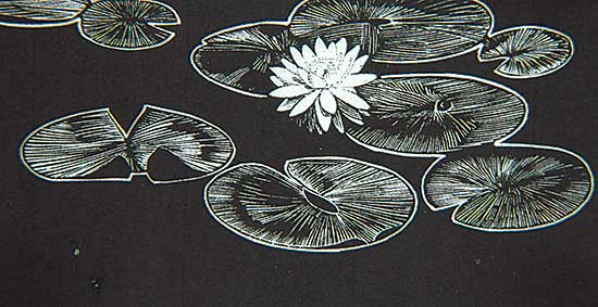 #130 ~ Phillips - Lily