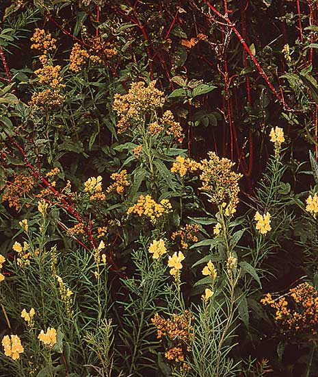 #132 ~ Logan - Untitled - Wildflowers