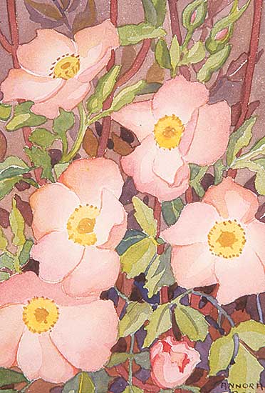 #11 ~ Brown - Untitled - Wild Rose