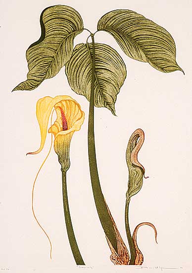 #595 ~ Iger - Cobra Lily  #HC 1/10