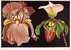 #634 ~ Nesbitt - Untitled - Iris and Orchid [plate V]  #III/XXV