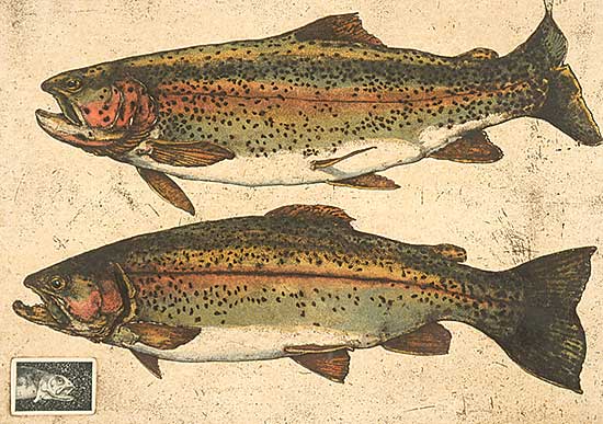 #17 ~ Cowin - Somewhere Over The Rainbow [Western Canada Trout Series]  #42/50