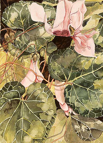 #167 ~ Watanabe - Untitled - Cyclamen