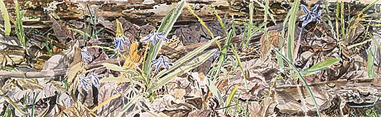 #176 ~ Chan - Untitled - Scilla