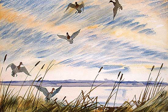 #65 ~ Kerr - Canvas Backs