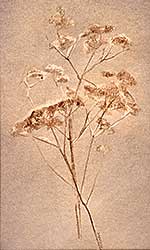 #90 ~ Muhlstock - Untitled - Flora Series