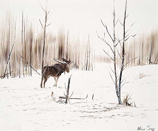 #130 ~ Sapp - Bull Moose in Winter Snows