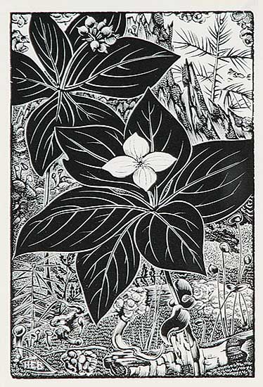 #312 ~ Bergman - Untitled - Flowers in Mountains