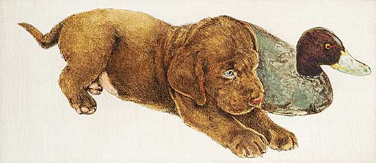 #329 ~ Cowin - Untitled - Lab with Ruddy Decoy  #10/50