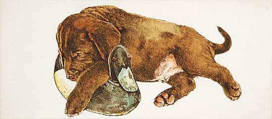 #330 ~ Cowin - Untitled - Lab with Blue Bill Decoy  #10/50