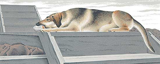 #20 ~ Colville - Le Chien d'Or  #36/70