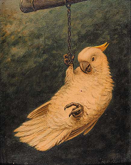 #59 ~ Koekkoek - Untitled - Parrot