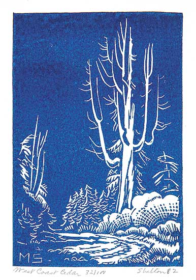 #501 ~ Shelton - West Coast Cedar  #32/100