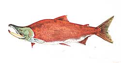 #349 ~ Cowin - Sockeye Salmon  #26/40