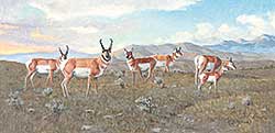 #485 ~ Schock - Antelope