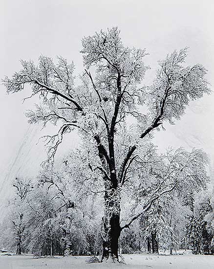 #203 ~ Adams - Oak Tree, Snow Storm