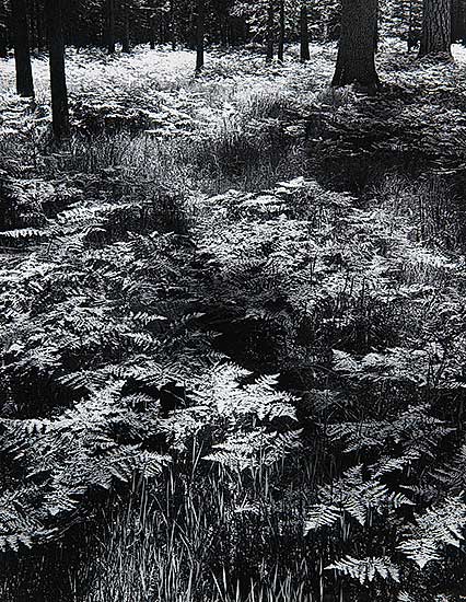 #204 ~ Adams - Ferns