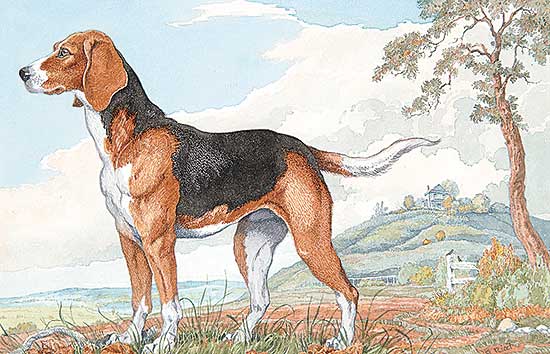 #580 ~ Ricci - Hound in a Landscape