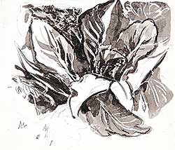 #77 ~ Lismer - Untitled - Skunk Cabbage Study