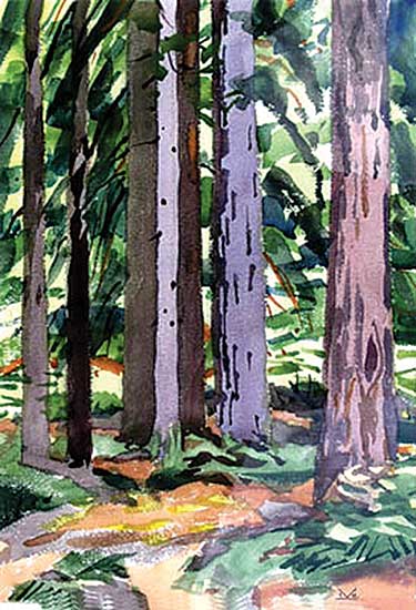 #66 ~ Kerr - Young Redwoods