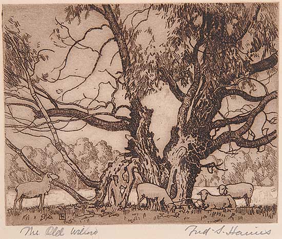 #247 ~ Haines - The Old Willow