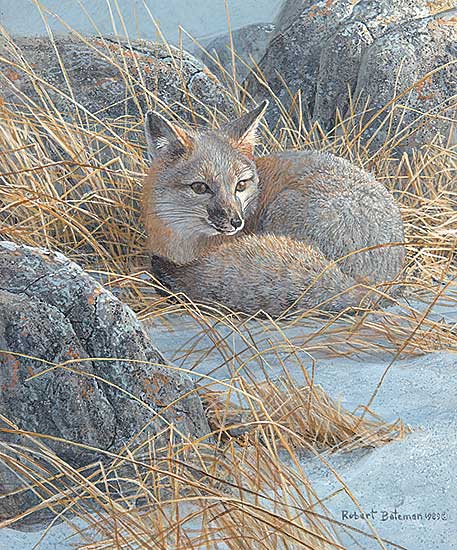 #5 ~ Bateman - Untitled - Curled Up Swift Fox